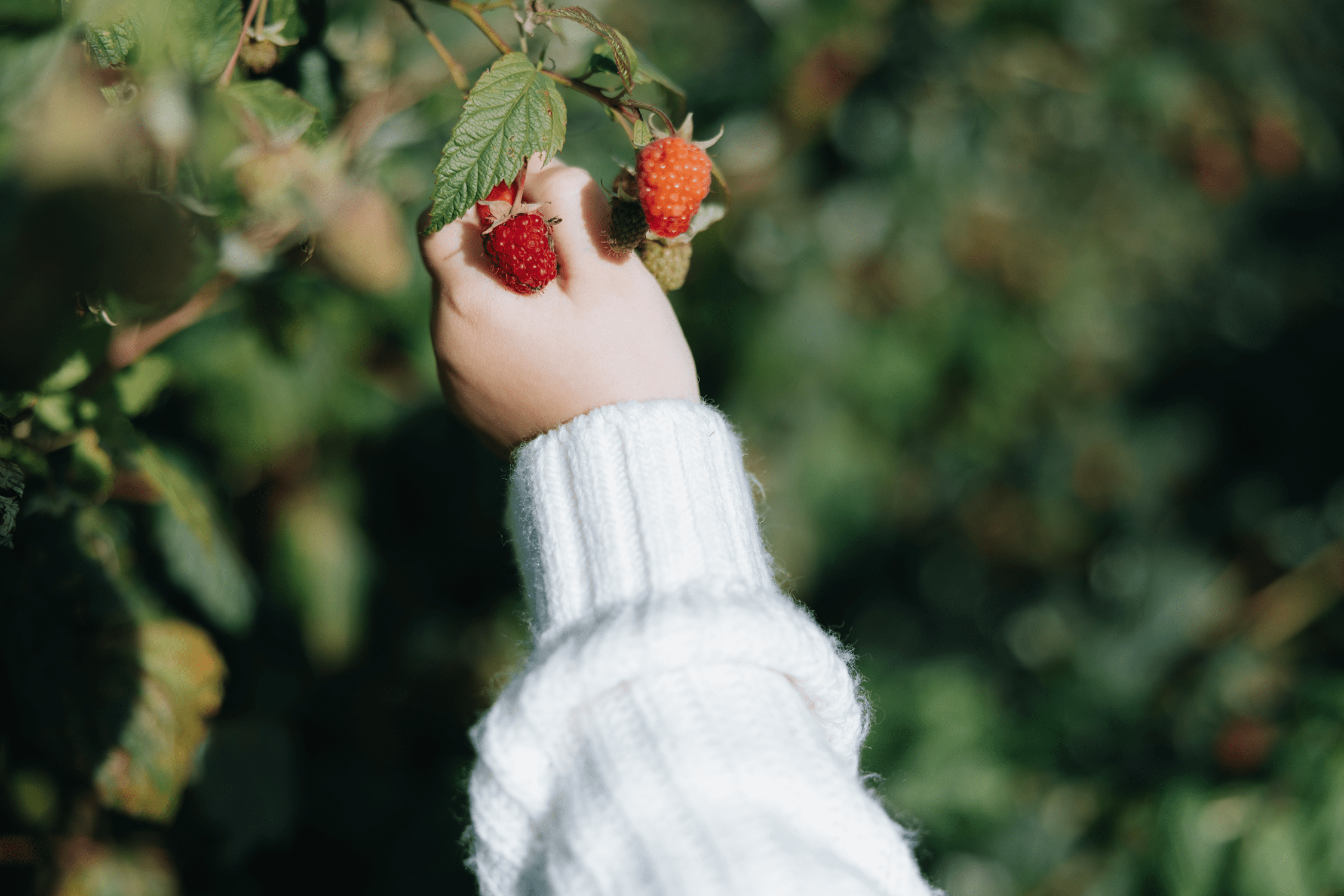 Barn som plockar hallon